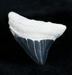 Inch Posterior Megalodon Tooth #1354-1